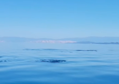 Idilo pri Lošinju nenadoma prekinil osupljiv obisk iz globin Jadrana: vse so posneli in takoj delili z javnostjo