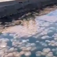 meduze jadransko morje trzaski zaliv jadran italija morje voda zivali invazija