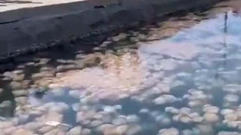 meduze jadransko morje trzaski zaliv jadran italija morje voda zivali invazija