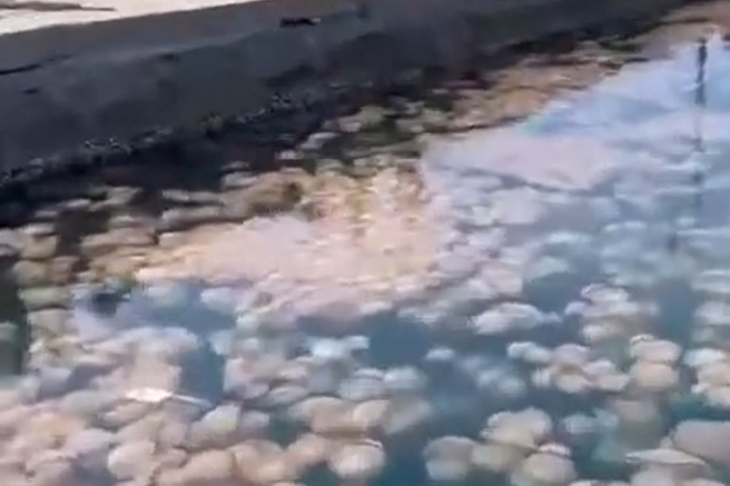 meduze jadransko morje trzaski zaliv jadran italija morje voda zivali invazija