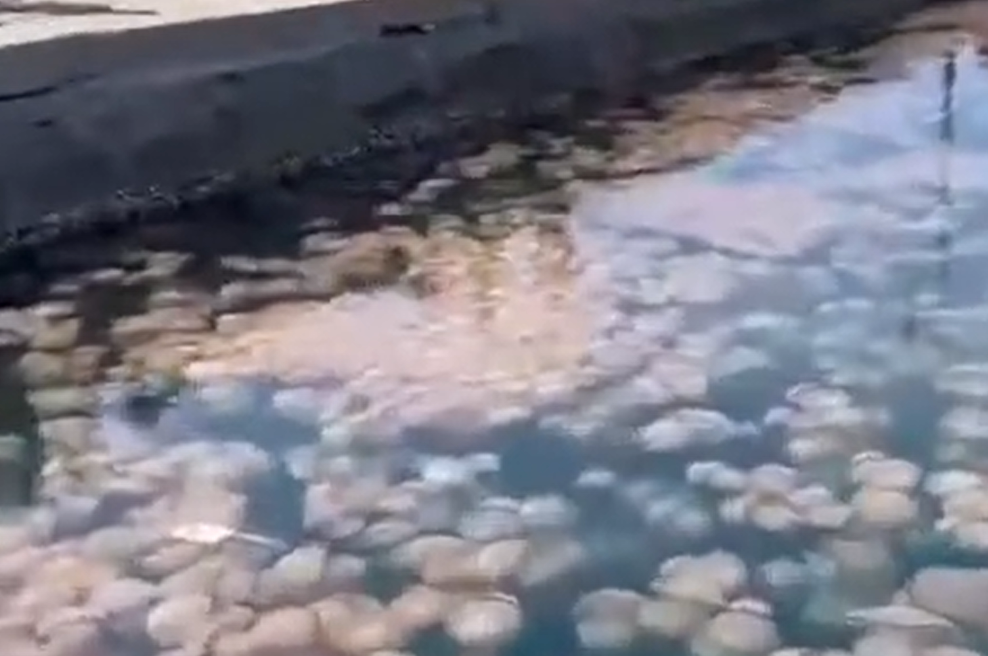 Na severu Jadrana si ribiči od obupa 'režejo žile': dogaja se presunljiva invazija, na morje ne morejo, vse je obstalo (foto: YouTube/posnetek zaslona)