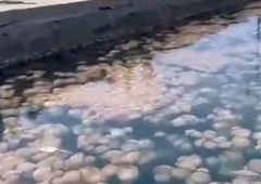 Na severu Jadrana si ribiči od obupa 'režejo žile': dogaja se presunljiva invazija, na morje ne morejo, vse je obstalo