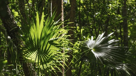 dzungla maji mehika arhitektura arheologija odkritje juzna amerika zgodovina preteklost