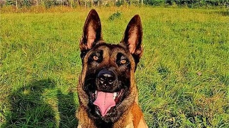 Policijski pes postal junak dneva: 29-letnemu Slovencu je rešil življenje