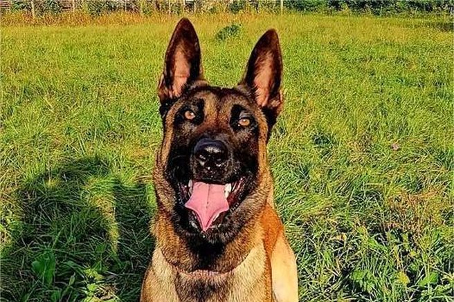 Policijski pes postal junak dneva: 29-letnemu Slovencu je rešil življenje
