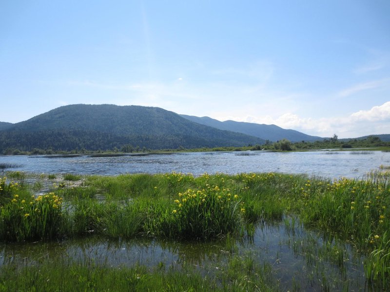 Slivnica hrib