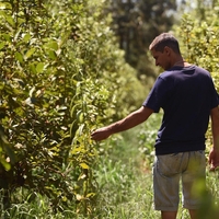 yerba mate pijaca bogov zeleno zlato srce zile hujsane zdravje juzna amerika paragvaj