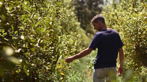 yerba mate pijaca bogov zeleno zlato srce zile hujsane zdravje juzna amerika paragvaj