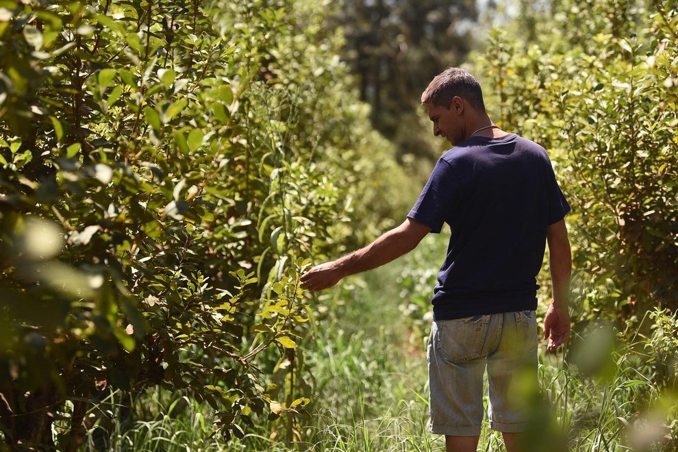 yerba mate pijaca bogov zeleno zlato srce zile hujsane zdravje juzna amerika paragvaj