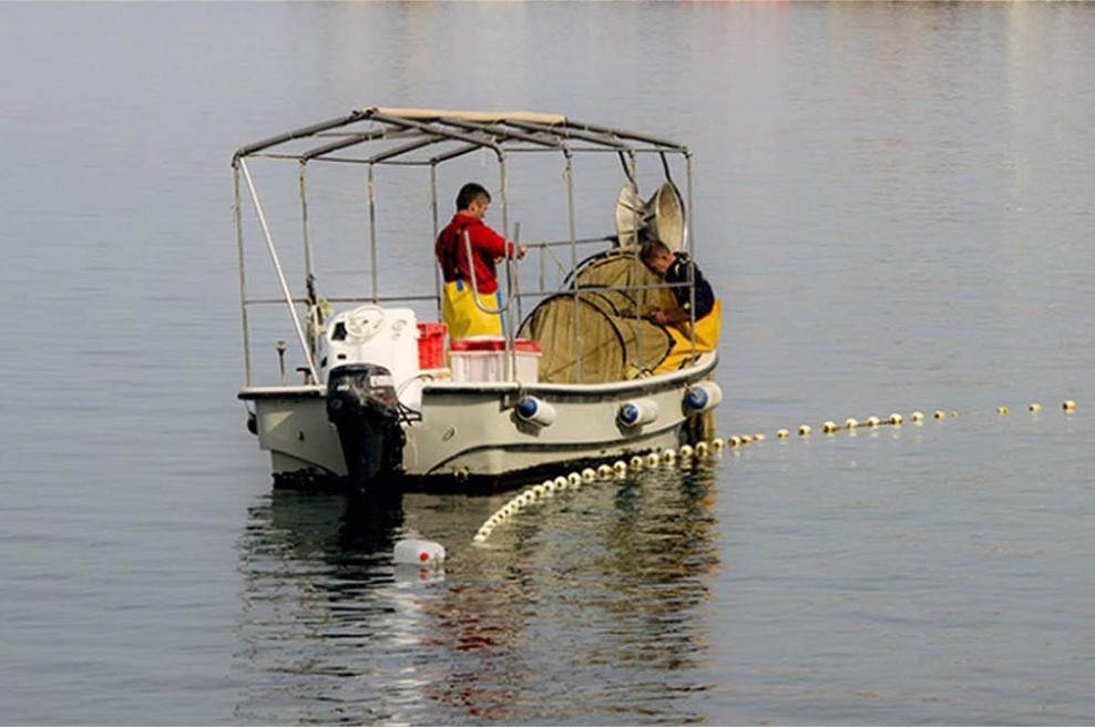Ni sardela, skuša ali losos, a ta morska riba bi morala biti pogosteje na krožniku: polna omega-3 maščob in pripravljena v nekaj minutah (pa še poceni je) (foto: Bobo)