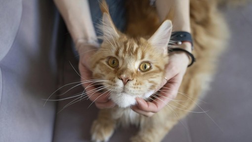 To je preprost trik, s katerim mački podaljšate življenje in jo obvarujete pred najhujšim