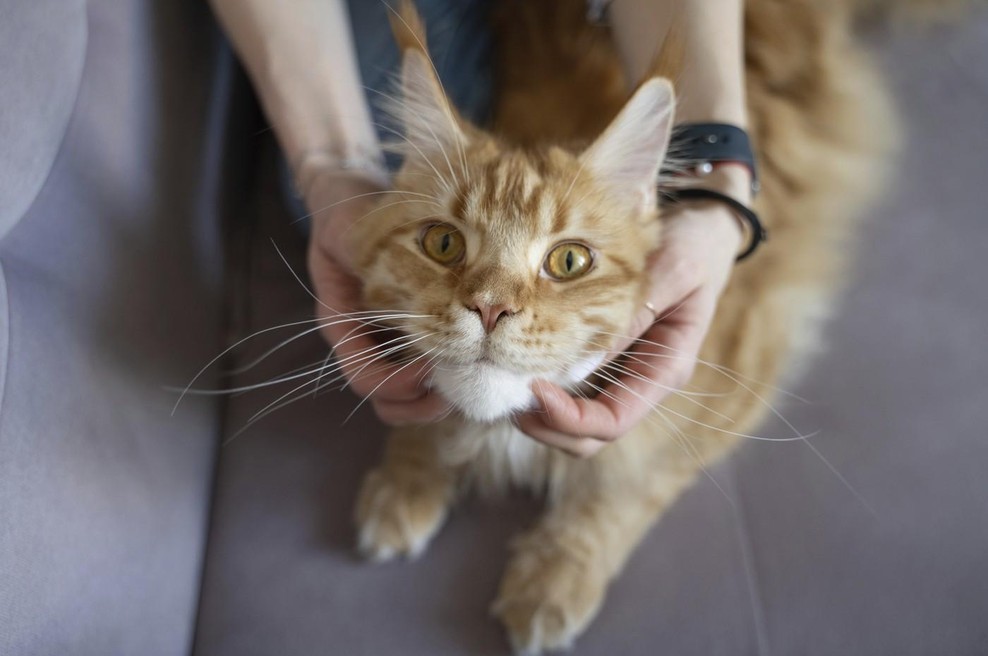To je preprost trik, s katerim mački podaljšate življenje in jo obvarujete pred najhujšim (foto: Profimedia)