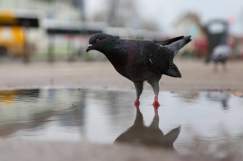 Ne, ne bo se še umirilo - v sredo bo najhuje (foto: Marko Vavpotic/Bobo)