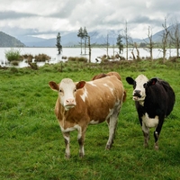 krave