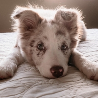 border collie
