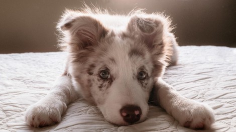 border collie