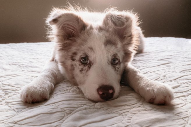 border collie