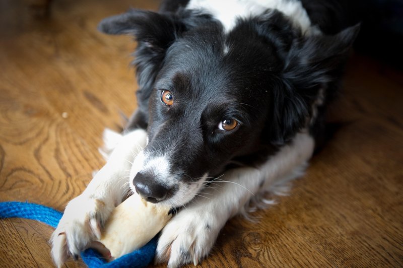 border collie