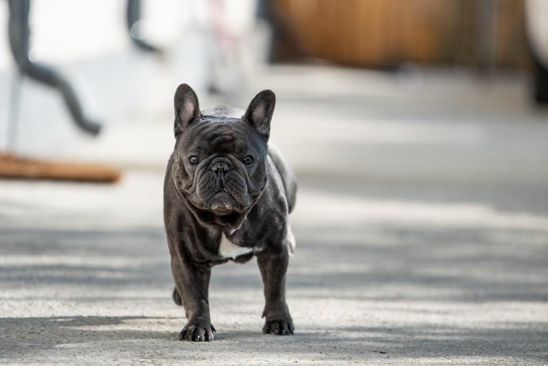 pes francoski buldog