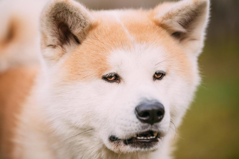 Akita