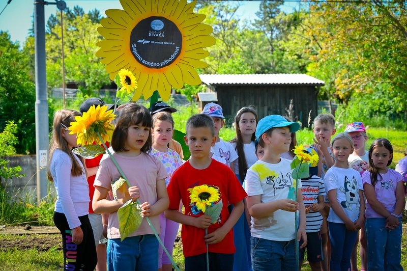 Sončnice bodo polepšale pogled z vlaka tudi v Divači, enem naših najpomembnejših železniških križišč