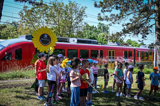 Sončnice bodo polepšale pogled z vlaka tudi v Divači, enem naših najpomembnejših železniških križišč