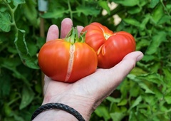 Ne glejte le barve: strokovnjaki razkrivajo, kako v resnici izbrati najbolj okusen paradižnik (pozornost treba usmeriti na eno pomembno stvar)