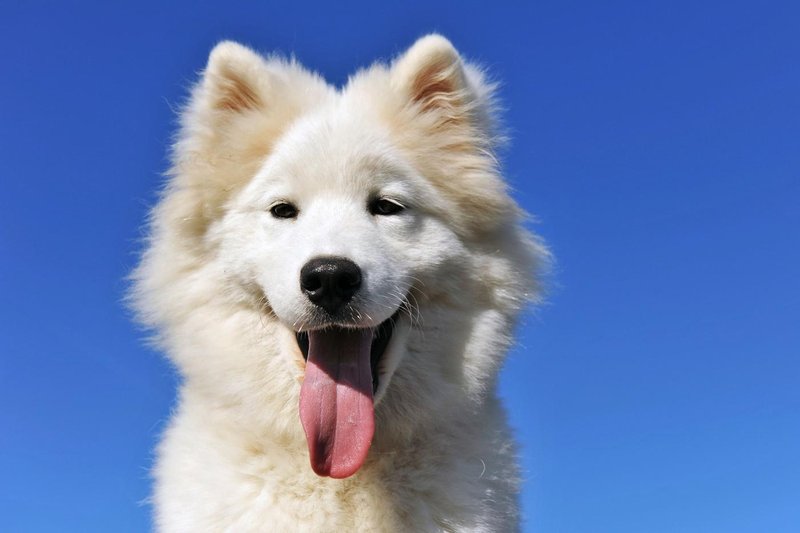 samojed pes