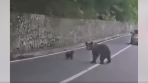 Iz avtomobila brezskrbno hranil medvedko z mladičem, sledil je bliskovit napad (video)