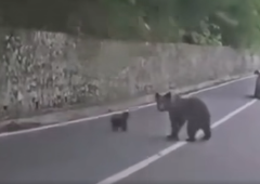 Iz avtomobila brezskrbno hranil medvedko z mladičem, sledil je bliskovit napad (video)