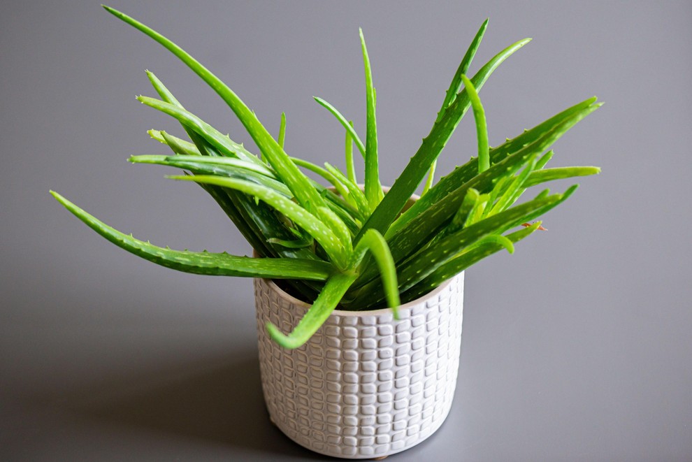 ALOE VERA Aloe vero pogosto povezujejo z zaščito in obiljem. Njeni mesnati listi simbolično predstavljajo varovanje bogastva, zato velja za …