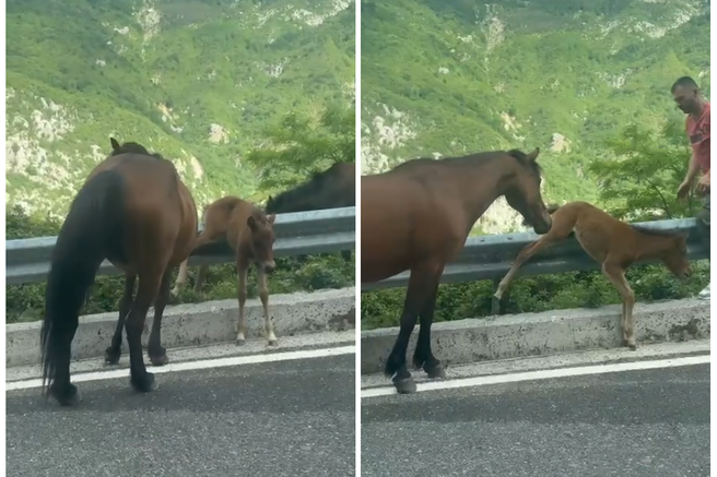 žrebiček na ograji