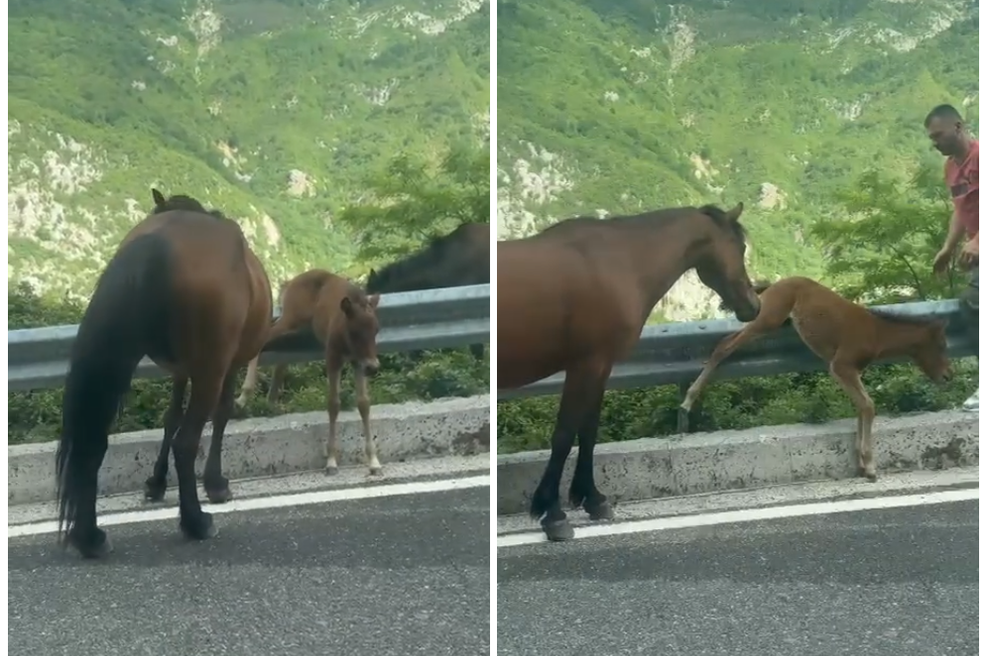 Video: Žrebiček se je zataknil na ograji in se boril za življenje, zdaj vsi govorijo o tem, kaj je storil ta moški (foto: Zaslonska slika/TikTok/Vilayatzade)