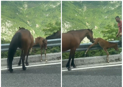 Video: Žrebiček se je zataknil na ograji in se boril za življenje, zdaj vsi govorijo o tem, kaj je storil ta moški