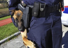Policistom pobegnil službeni pes: stekel na travnik, napadel in ugriznil občana (vse pa zdaj zanima, kaj bo z njim)