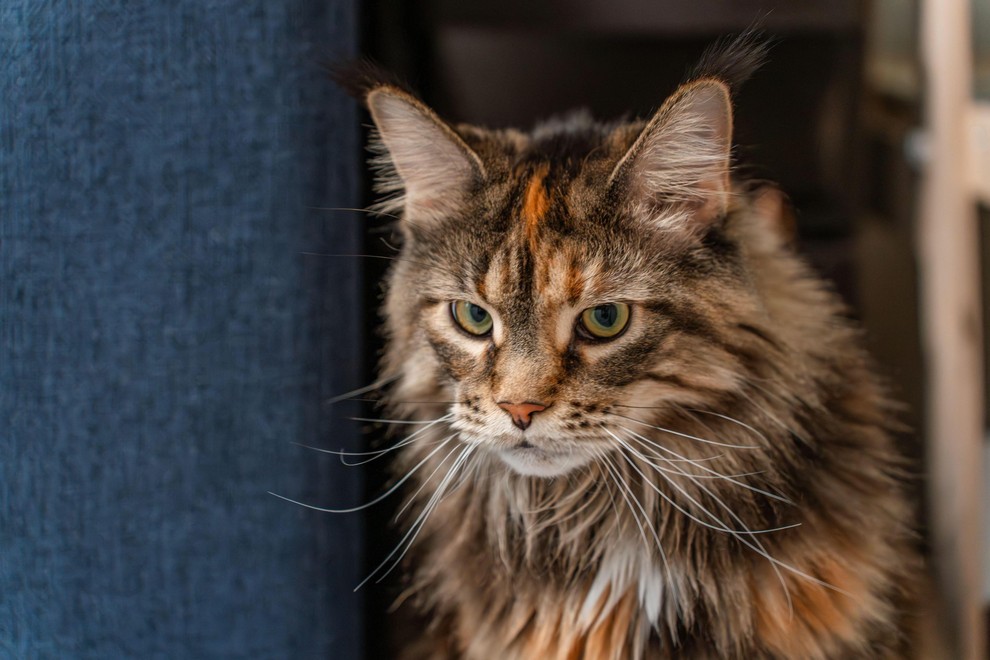 MAINE COON Maine cooni so pogosto zelo navezani na člane družine in lahko postanejo posesivni. Če njihov lastnik pozornost namenja …