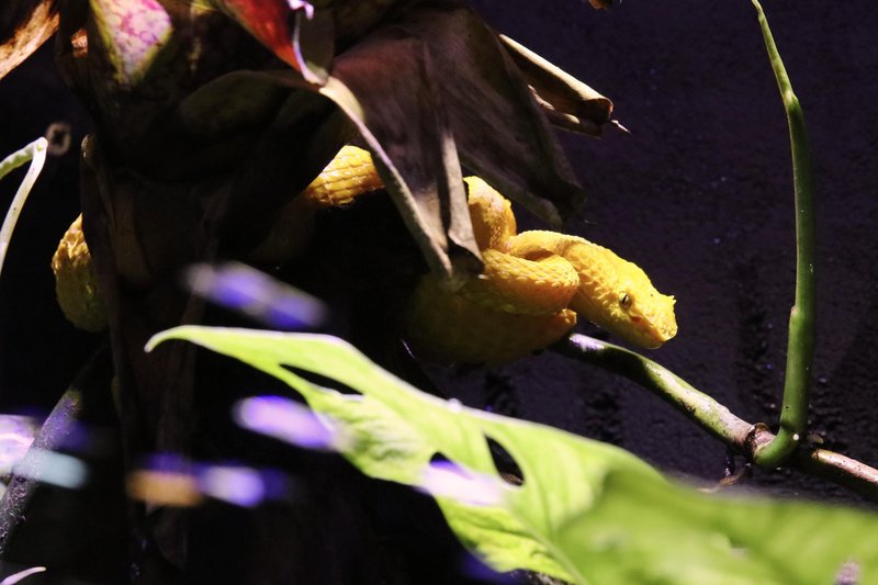 Neotropica Postojna tropsko dozivetje