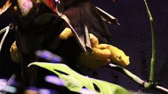
                                                         Neotropica Postojna tropsko dozivetje