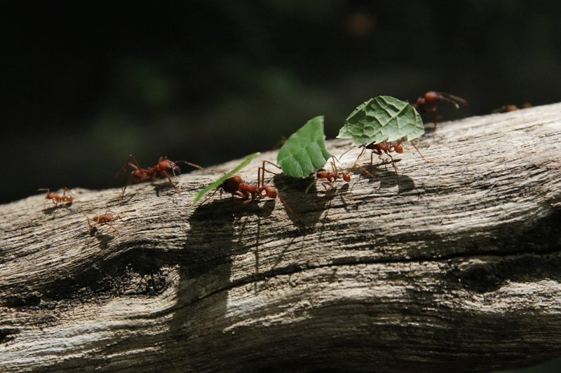Neotropica Postojna tropsko dozivetje