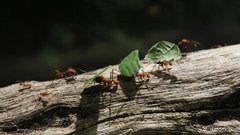 
                                                         Neotropica Postojna tropsko dozivetje