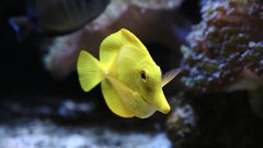 
                                                         Neotropica Postojna tropsko dozivetje