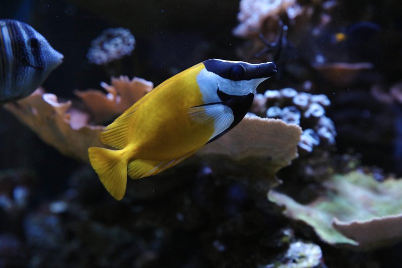 Neotropica Postojna tropsko dozivetje
