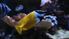 
                                                         Neotropica Postojna tropsko dozivetje
