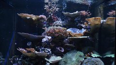 
                                                         Neotropica Postojna tropsko dozivetje