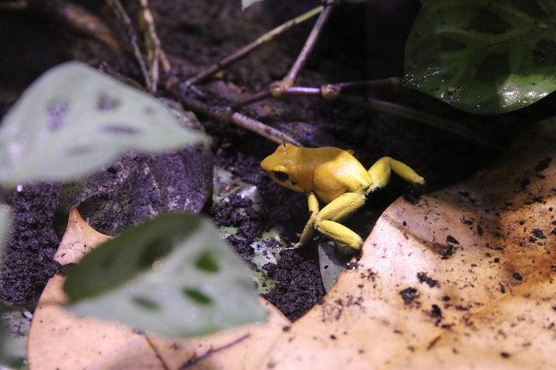 Neotropica Postojna tropsko dozivetje