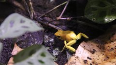 
                                                         Neotropica Postojna tropsko dozivetje