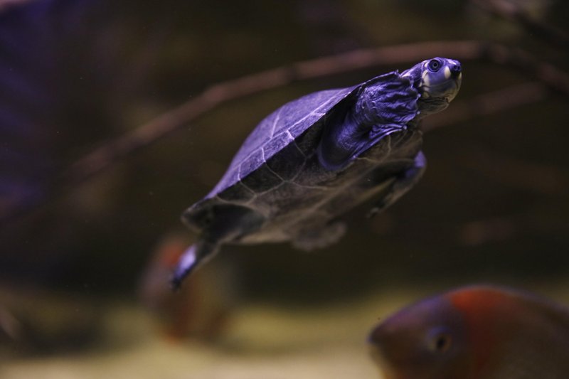 Neotropica Postojna tropsko dozivetje