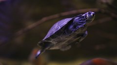 
                                                         Neotropica Postojna tropsko dozivetje