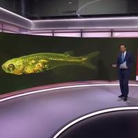 Ste mislili, da so kiti najglasnejši? Ta majhna ribica proizvaja zvok, glasnejši od strela iz pištole