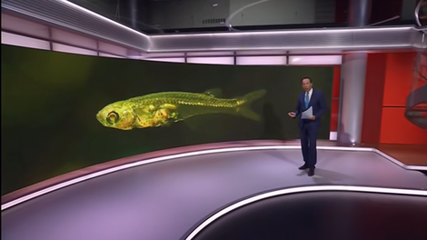 Ste mislili, da so kiti najglasnejši? Ta majhna ribica proizvaja zvok, glasnejši od strela iz pištole